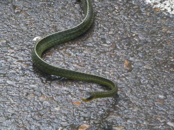 A enorme cobra Cazadora que encontramos nas estradas da Sierra de San Luis, região de Coro, no noroeste da Venezuela